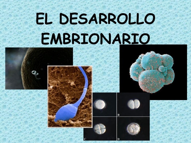 El Desarrollo Embrionario