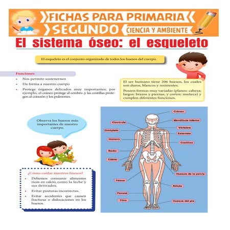 El esqueleto-humano-para-segundo-de-primaria