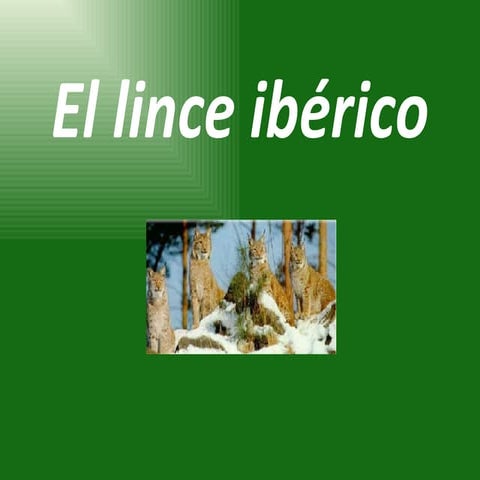 El lince ibérico