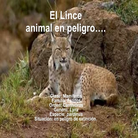 Lince