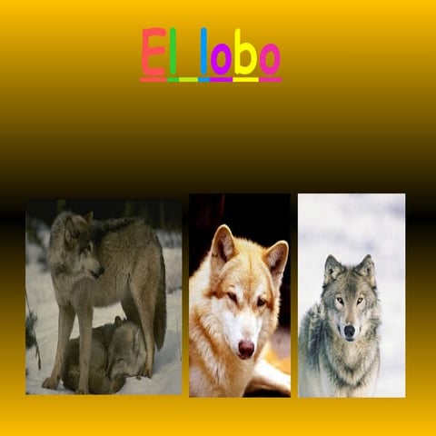 El Lobo
