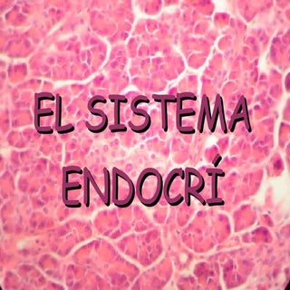 EL SISTEMA ENDOCRÍ