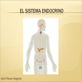 El Sistema Endocrino