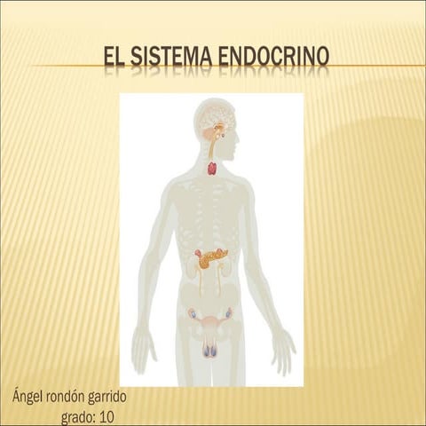 El sistema-endocrino angel rondon