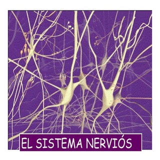 EL SISTEMA NERVIÓS