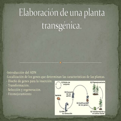 Elaboración de una planta transgénica