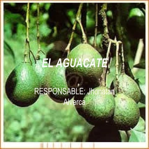 El aguacate