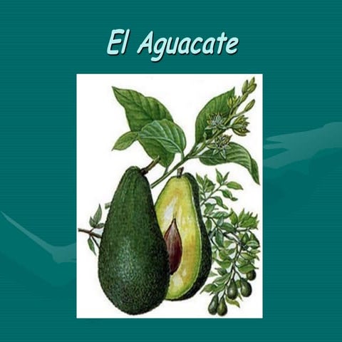 El aguacate power point