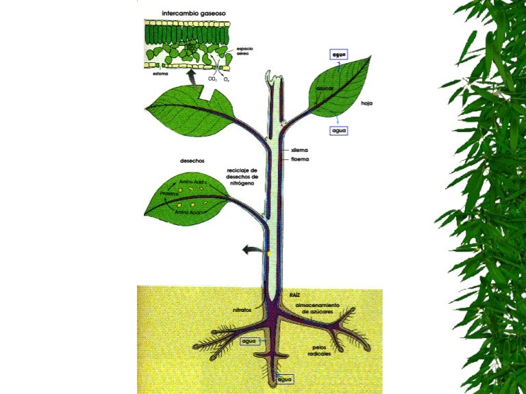 El agua y las plantas El agua y las plantas