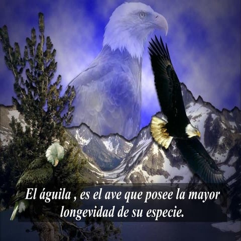 El Aguila
