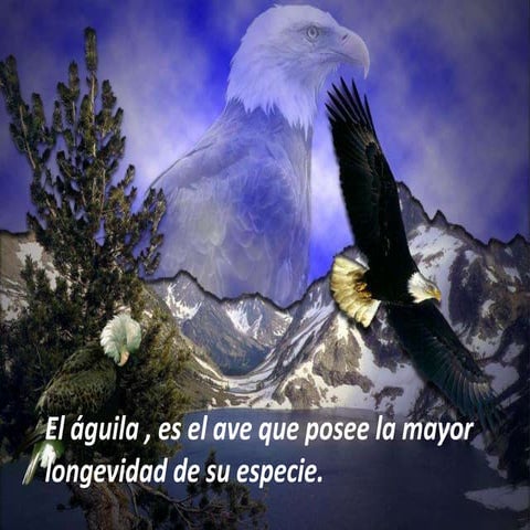 El Aguila RenovacióN