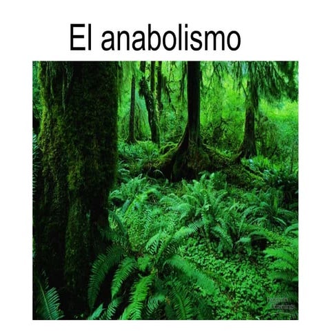 El anabolismo