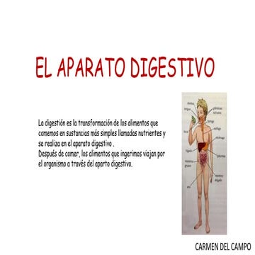 El aparato digestivo.01
