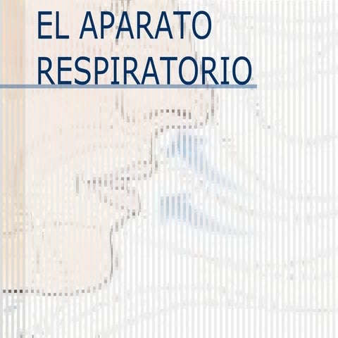 El aparato respiratorio