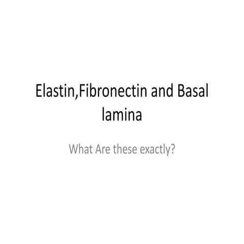 Elastin,fibronectin and basal lamina
