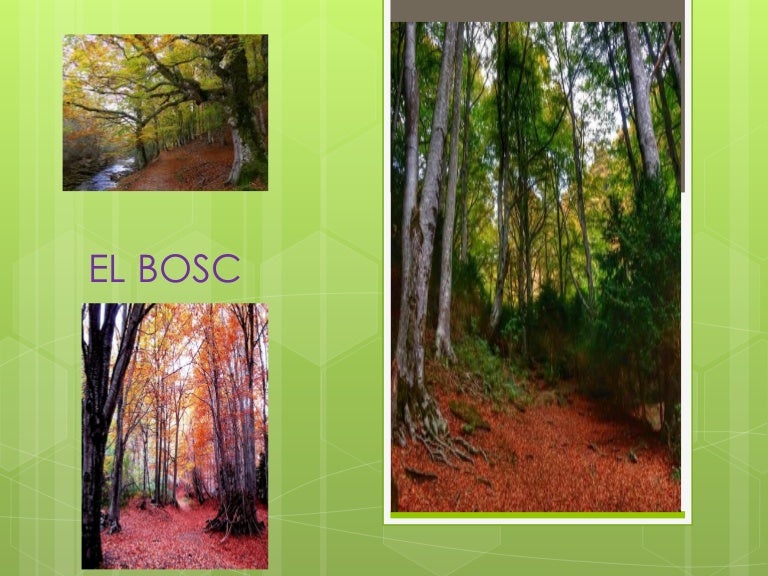 El bosc