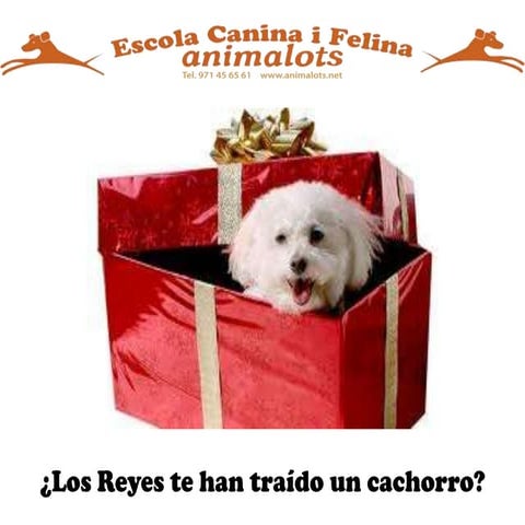 el Cachorro PPT