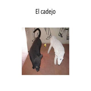 El cadejo
