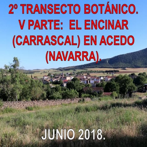 El carrascal. acedo ala