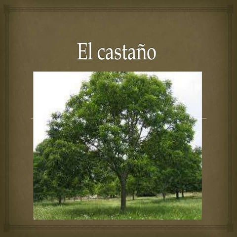 El castaño | PPT