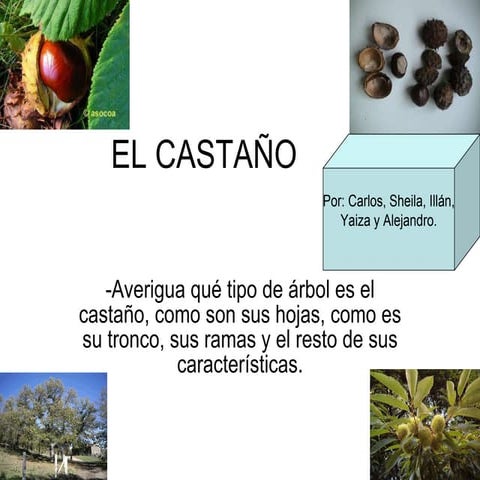 El castaño. la caza del tesoro | PPS