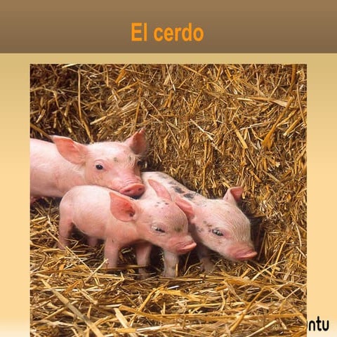 PRESENTACIÓN GANADO PORCINO, EL CERDO michelleylaura
