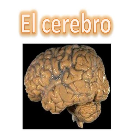 El cerebro