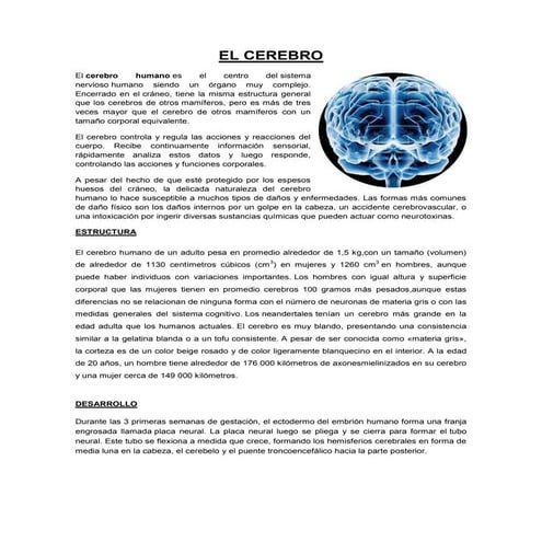 El cerebro