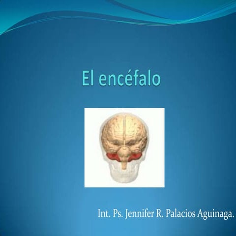 elcerebro-130312203712-phpapp02.pdf