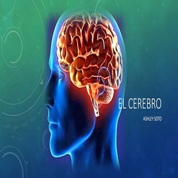 El cerebro- una presentación breve