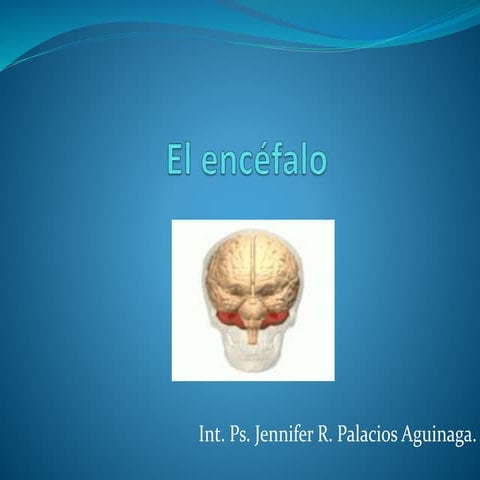 El encefalo 