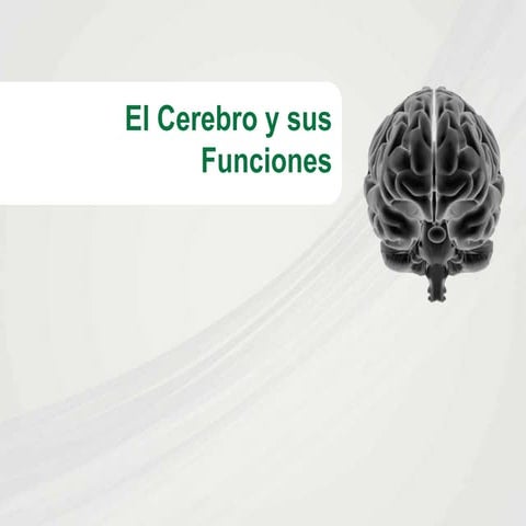 El cerebro