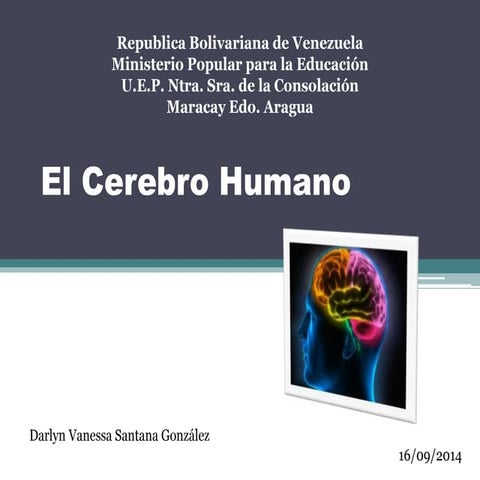El cerebro humano