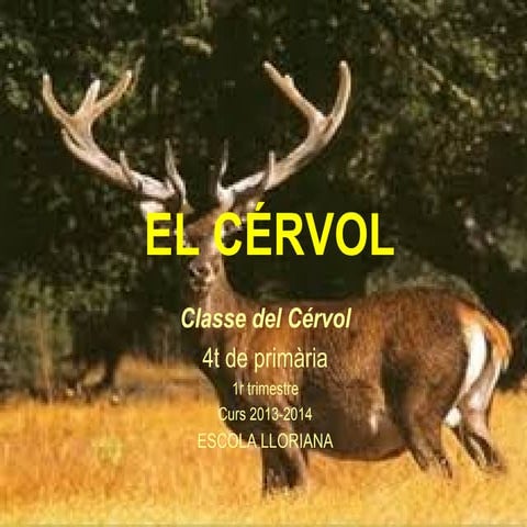 El cervol 4t | PPT