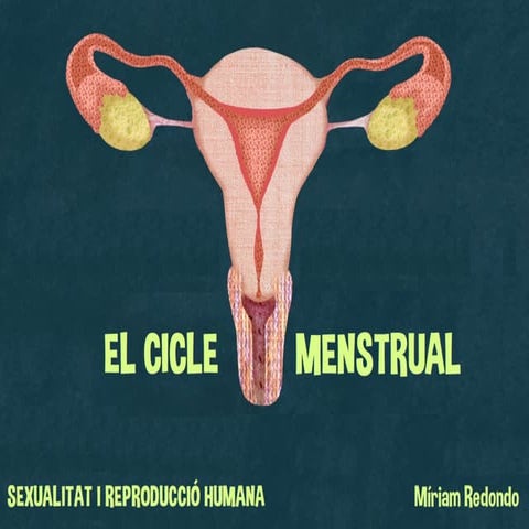 EL  CICLE MENSTRUAL (3r ESO)