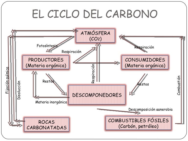 El ciclo del carbono