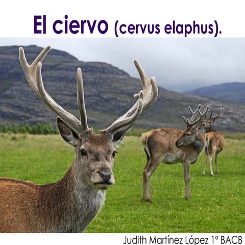 El Ciervo