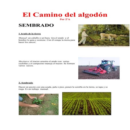 El circuito del algodón