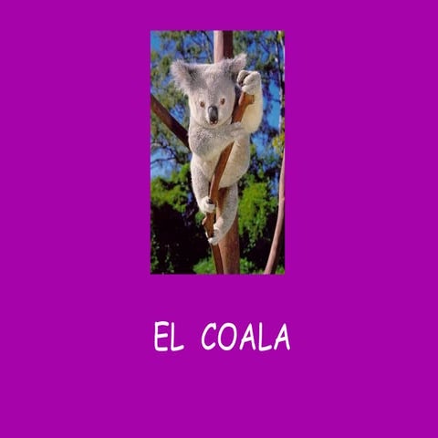 El  coala
