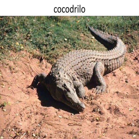 El cocodrilo