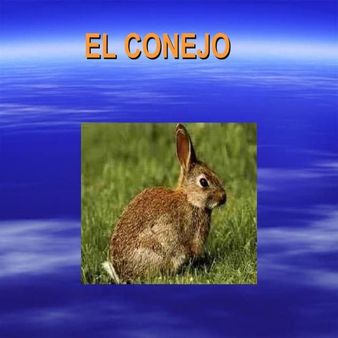 Conejo