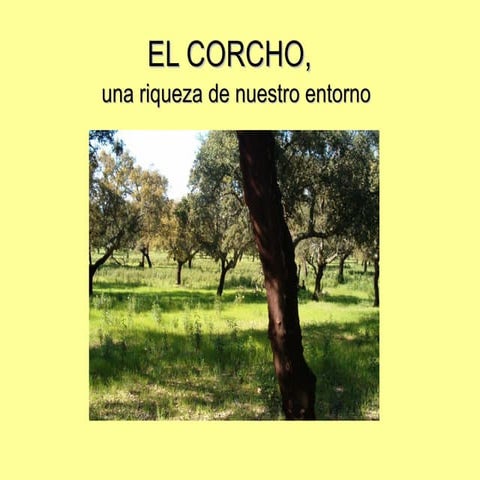 Plan de trabajo: El corcho