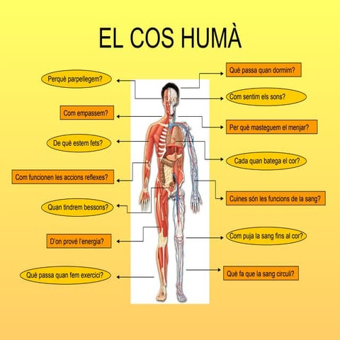 Els aparells del cos humà