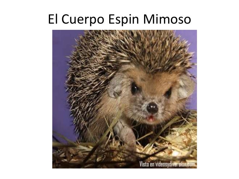 El cuerpo espin mimoso