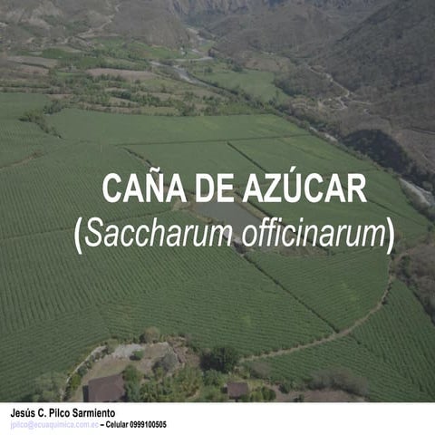 El cultivo de caña de azúcar