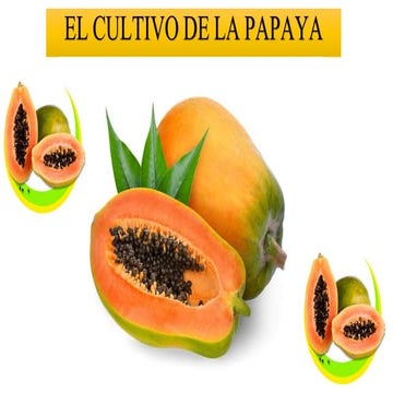 Curso del cultivo de la papaya 2020