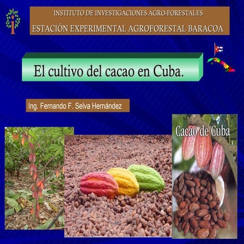 El cultivo del cacao en cuba