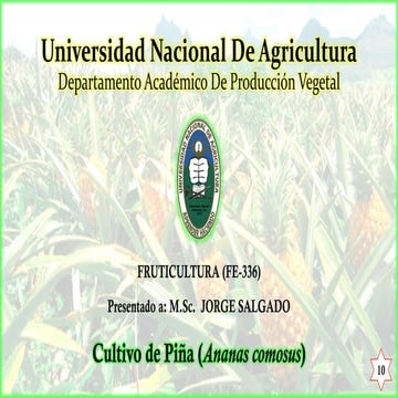 El Cultivo de Piña Honduras | PDF