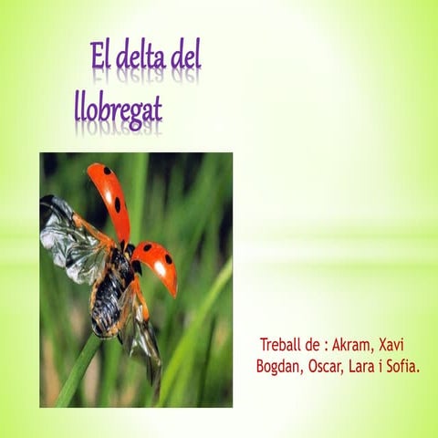 El delta del llobregat borinots