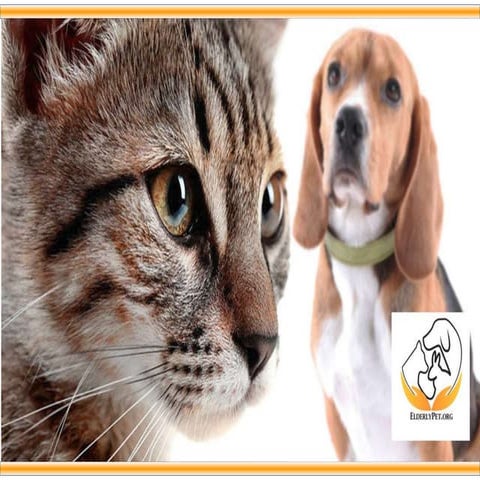 Senior pet